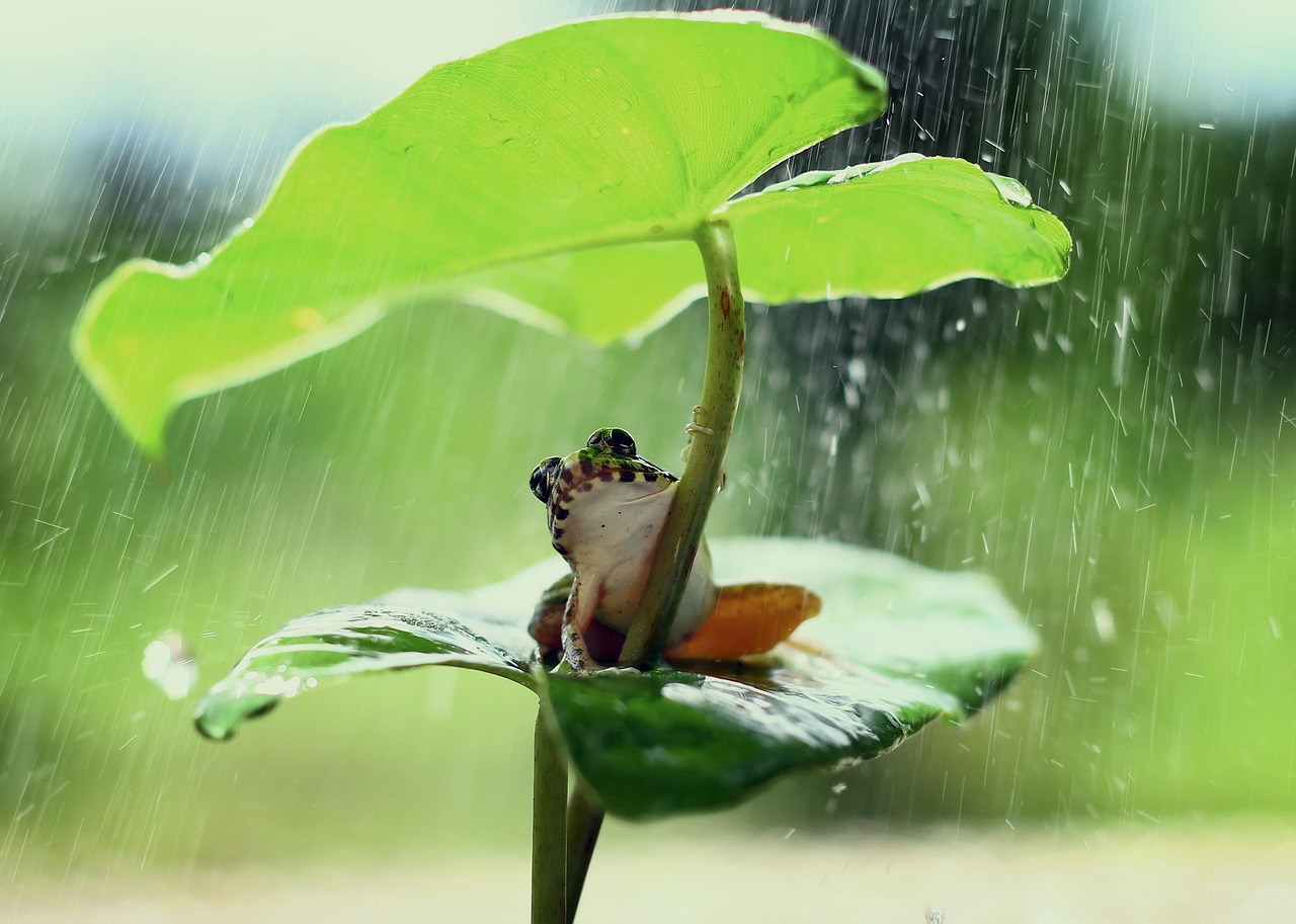 You are currently viewing frog-5319326_1280